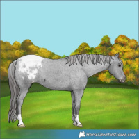 Horse Color:Black Appaloosa 