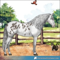 Horse Color:Grullo Appaloosa Brindle 