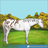 Horse Color:Liver Red Dun Appaloosa Brindle 