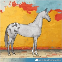 Horse Color:Grullo Appaloosa Brindle 
