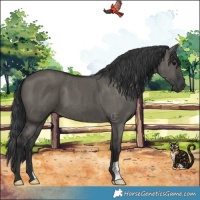 Horse Color:Grullo Brindle 