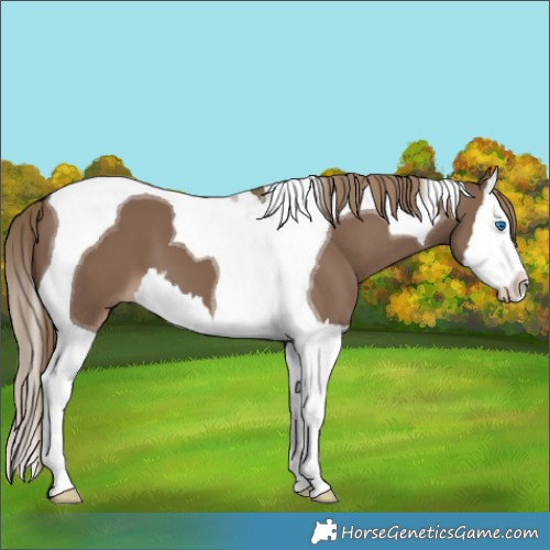 Horse Color:Liver Red Dun Splash Tobiano 