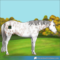 Horse Color:Bay Splash Near Leopard Rabicano 