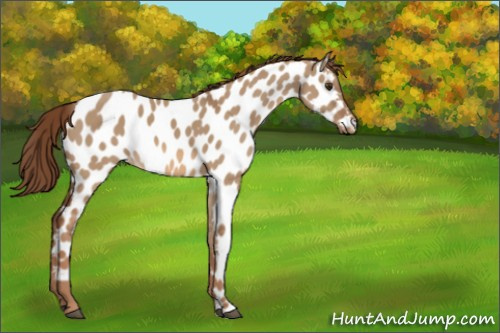 Horse Color:Red Dun Appaloosa
