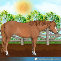 Horse Color:Chestnut Rabicano 