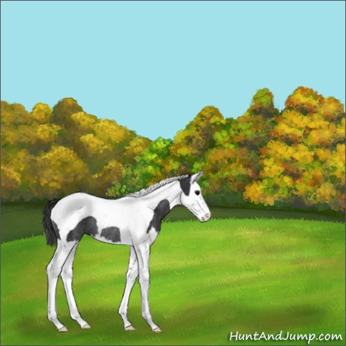 Horse Color:Black Splash Tobiano Rabicano 