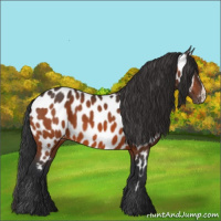 Horse Color:Bay Appaloosa 