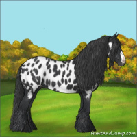 Horse Color:Black Appaloosa