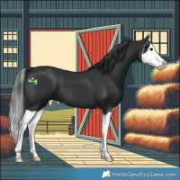 Horse Color:Black Splash 