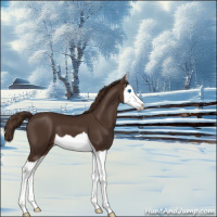 Horse Color:Liver Chestnut Splash 