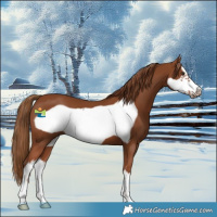 Horse Color:White Spotted Chestnut Frame 