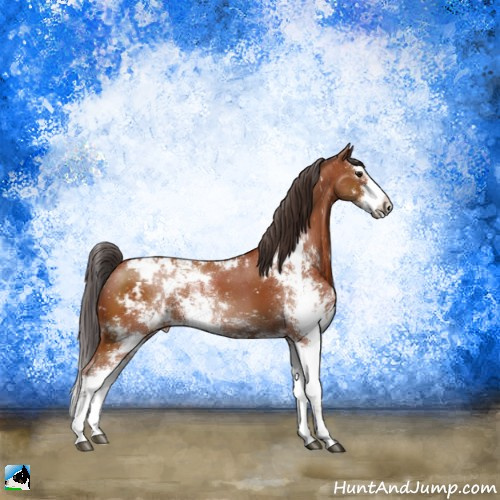Horse Color:Brown Sabino Appaloosa 