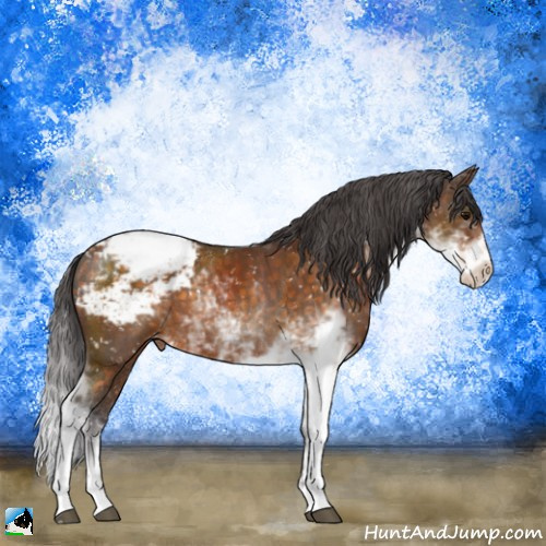 Horse Color:Buckskin Sabino Appaloosa 