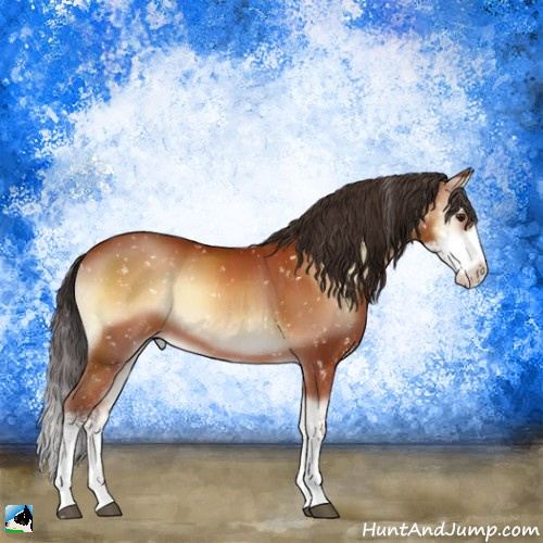 Horse Color:Bay Onyx Sabino Appaloosa 