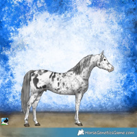 Horse Color:Black Sabino Appaloosa 