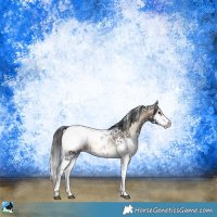Horse Color:Brown Onyx Sabino Appaloosa Rabicano