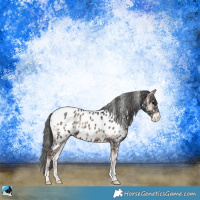 Horse Color:Blue Onyx Appaloosa 