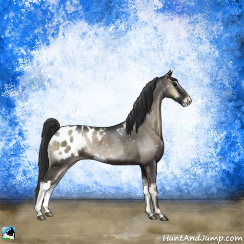 Horse Color:Blue Onyx Appaloosa Rabicano 