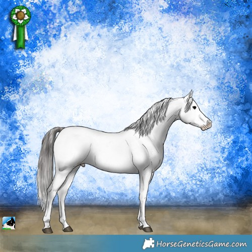 Horse Color:Blue Onyx Sabino Appaloosa Rabicano 