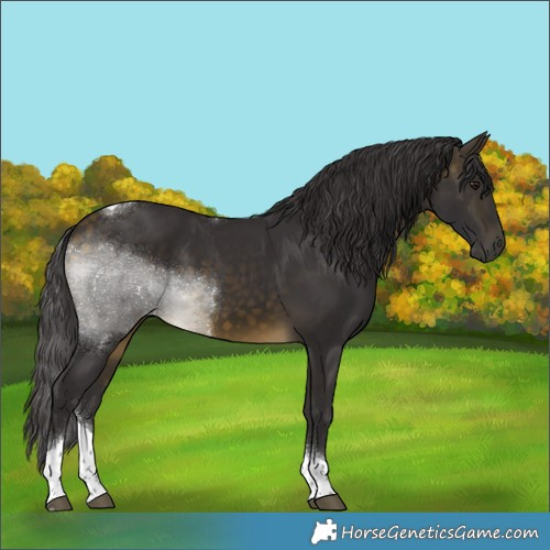 Horse Color:Buckskin Tobiano Rabicano 