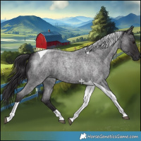 Horse Color:Smoky Blue Roan Tobiano 
