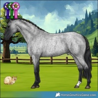 Horse Color:Blue Roan 