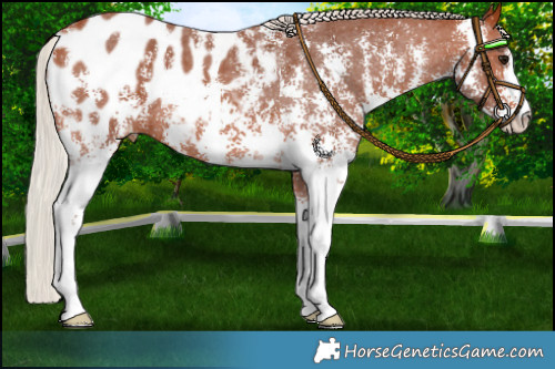 Horse Color:Silver Bay Sabino Appaloosa