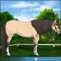 Horse Color:Buckskin 