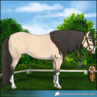 Horse Color:Buckskin 