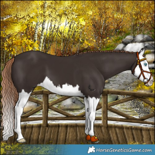 Horse Color:Liver Chestnut Splash 