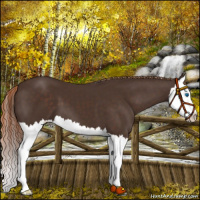 Horse Color:Liver Chestnut Splash 