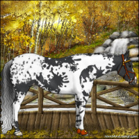 Horse Color:White Spotted Black Tobiano Varnish