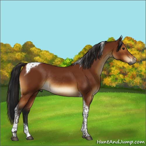 Horse Color:Gray Buckskin Tobiano Rabicano 