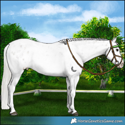 Horse Color:White Spotted Silver Black Sabino Appaloosa