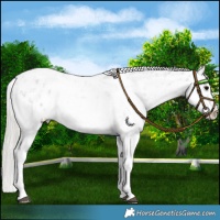 Horse Color:White Spotted Silver Black Sabino Appaloosa 