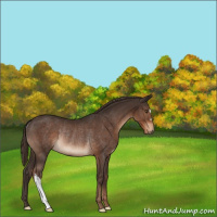 Horse Color:Liver Chestnut Rabicano 