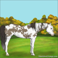 Horse Color:White Spotted Smoky Grullo Splash 