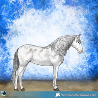 Horse Color:Blue Onyx Sabino Appaloosa Rabicano 