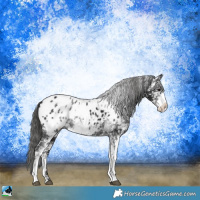 Horse Color:Black Ice Sabino Appaloosa Rabicano 