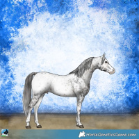 Horse Color:Blue Onyx Ice Appaloosa 