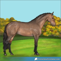 Horse Color:Bay Dun  and Bay Dun 