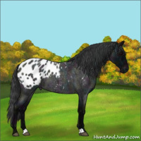 Horse Color:Midnight Blue Roan Appaloosa 
