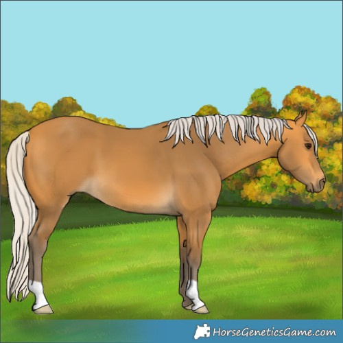 Horse Color:Unknown 