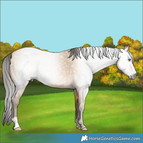 Horse Color:Gray Amber Cream Champagne 
