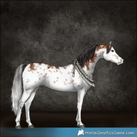 Horse Color:White Spotted Bay Sabino 