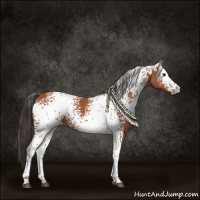 Horse Color:White Spotted Bay