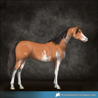Horse Color:White Spotted Bay 