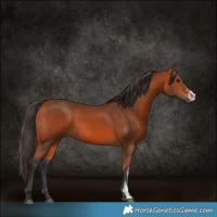 Horse Color:Bay Sabino