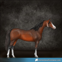 Horse Color:White Spotted Bay Rabicano