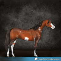 Horse Color:Bay Sabino Rabicano